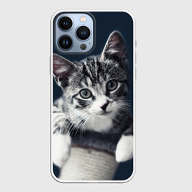Чехол для iPhone 13 Pro Max с принтом Кот в городе Новоалтайск,  |  | Тематика изображения на принте: домашняя | животное | кот | котэ | кошка