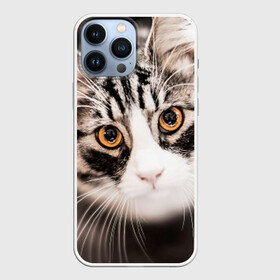 Чехол для iPhone 13 Pro Max с принтом Кот в городе Новоалтайск,  |  | Тематика изображения на принте: домашняя | животное | кот | котэ | кошка