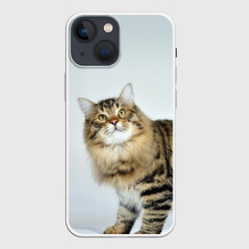 Чехол для iPhone 13 mini с принтом Кот в городе Новоалтайск,  |  | домашняя | животное | кот | котэ | кошка