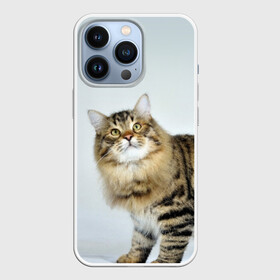 Чехол для iPhone 13 Pro с принтом Кот в городе Новоалтайск,  |  | Тематика изображения на принте: домашняя | животное | кот | котэ | кошка