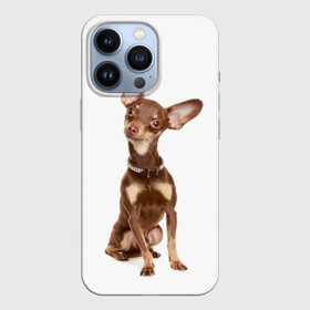 Чехол для iPhone 13 Pro с принтом Той терьер в городе Новоалтайск,  |  | Тематика изображения на принте: животное | порода | собака | той терьер