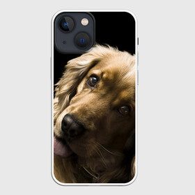 Чехол для iPhone 13 mini с принтом Английский кокер спаниель в городе Новоалтайск,  |  | Тематика изображения на принте: английский кокер спаниель | животно | порода | собака