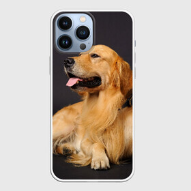 Чехол для iPhone 13 Pro Max с принтом Золотистый ретривер в городе Новоалтайск,  |  | животное | золотистый ретривер | порода | собака