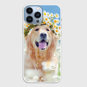 Чехол для iPhone 13 Pro Max с принтом Золотистый ретривер в городе Новоалтайск,  |  | животное | золотистый ретривер | порода | собака