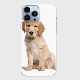 Чехол для iPhone 13 Pro Max с принтом Золотистый ретривер в городе Новоалтайск,  |  | животное | золотистый ретривер | порода | собака