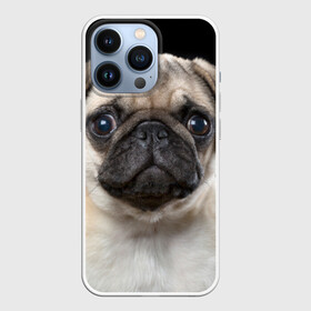 Чехол для iPhone 13 Pro с принтом Мопс в городе Новоалтайск,  |  | животное | мопс | порода | собака