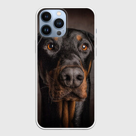 Чехол для iPhone 13 Pro Max с принтом Доберман в городе Новоалтайск,  |  | Тематика изображения на принте: доберман | животное | порода | собака