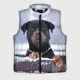 Мужской жилет утепленный 3D с принтом Ротвейлер в городе Новоалтайск,  |  | животное | порода | ротвейлер | собака