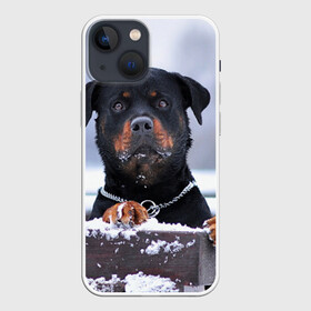 Чехол для iPhone 13 mini с принтом Ротвейлер в городе Новоалтайск,  |  | Тематика изображения на принте: животное | порода | ротвейлер | собака