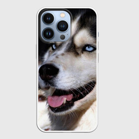 Чехол для iPhone 13 Pro с принтом Хаски в городе Новоалтайск,  |  | Тематика изображения на принте: животное | порода | собака | хаски