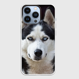 Чехол для iPhone 13 Pro с принтом Хаски в городе Новоалтайск,  |  | Тематика изображения на принте: бандит | животное | порода | собака | хаски | хаски бандит