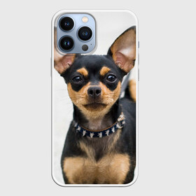 Чехол для iPhone 13 Pro Max с принтом Чихуахуа в городе Новоалтайск,  |  | Тематика изображения на принте: животное | порода | собака | чихуахуа