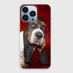 Чехол для iPhone 13 Pro с принтом Бассет хаунд в городе Новоалтайск,  |  | бархат | бассет хаунд | взгляд | домашнее | животное | порода | собака | уши