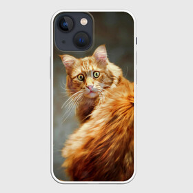 Чехол для iPhone 13 mini с принтом Рыжий в городе Новоалтайск,  |  | cat | кот | кошка | рыжий