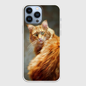 Чехол для iPhone 13 Pro Max с принтом Рыжий в городе Новоалтайск,  |  | Тематика изображения на принте: cat | кот | кошка | рыжий