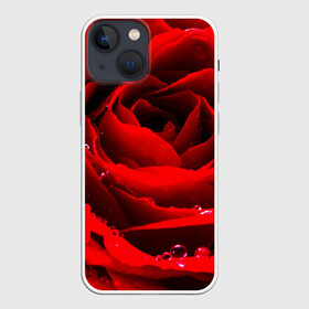 Чехол для iPhone 13 mini с принтом Роза в городе Новоалтайск,  |  | роза | розовая | розы | романтика | цветы