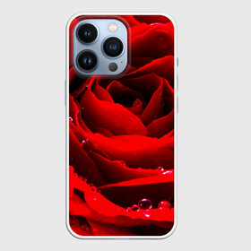 Чехол для iPhone 13 Pro с принтом Роза в городе Новоалтайск,  |  | Тематика изображения на принте: роза | розовая | розы | романтика | цветы