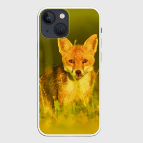 Чехол для iPhone 13 mini с принтом Лисичка в городе Новоалтайск,  |  | животные | лиса | поле | природа