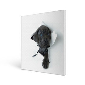 Холст квадратный с принтом щенок Кане Корсо в городе Новоалтайск, 100% ПВХ |  | animal | black | break | breed | dog | kid | paper | puppy | tear | torn | дог | животное | малыш | порода | прорыв | разрыв | рваная | собака | черный | щенок