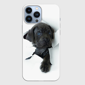 Чехол для iPhone 13 Pro Max с принтом Дог в городе Новоалтайск,  |  | Тематика изображения на принте: animal | black | break | breed | dog | kid | paper | puppy | tear | torn | дог | животное | малыш | порода | прорыв | разрыв | рваная | собака | черный | щенок