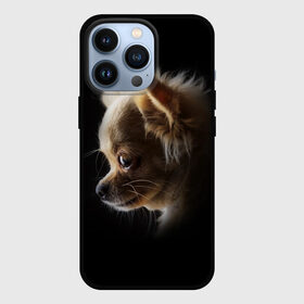 Чехол для iPhone 13 Pro с принтом Чихуахуа в городе Новоалтайск,  |  | Тематика изображения на принте: голова животного | прикольные картинки | собака | чихуахуа | щенок