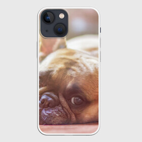 Чехол для iPhone 13 mini с принтом французский бульдог в городе Новоалтайск,  |  | dog | бульдог | друг | собака | язык