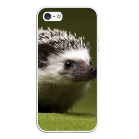 Чехол для iPhone 5/5S матовый с принтом Ежик в городе Новоалтайск, Силикон | Область печати: задняя сторона чехла, без боковых панелей | еж | ежик | животные