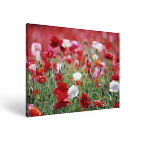 Холст прямоугольный с принтом Маки в городе Новоалтайск, 100% ПВХ |  | field | flowers | meadow | poppies | red | white | белые | красные | луг | маки | поле | полевые | цветы