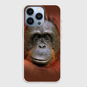 Чехол для iPhone 13 Pro с принтом Обезьяна в городе Новоалтайск,  |  | животные | о.м.с.к. | обезьяна | орангутанг