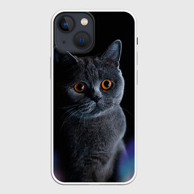 Чехол для iPhone 13 mini с принтом Британец 1 в городе Новоалтайск,  |  | Тематика изображения на принте: британец | британская | британцы | кот | котенок | котик | котэ | кошка