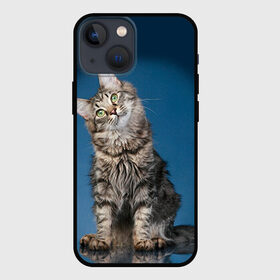 Чехол для iPhone 13 mini с принтом Мейн кун 2 в городе Новоалтайск,  |  | кот | котенок | котик | котэ | кошка | мейн кун | мейнкун | мэйн кун | мэйнкун