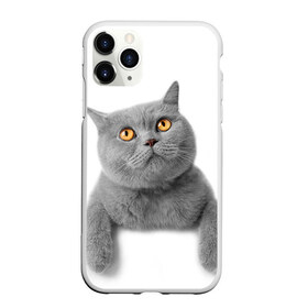 Чехол для iPhone 11 Pro Max матовый с принтом Британец 2 в городе Новоалтайск, Силикон |  | Тематика изображения на принте: британец | британская | британцы | кот | котенок | котик | котэ | кошка