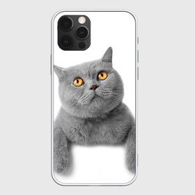 Чехол для iPhone 12 Pro Max с принтом Британец 2 в городе Новоалтайск, Силикон |  | Тематика изображения на принте: британец | британская | британцы | кот | котенок | котик | котэ | кошка
