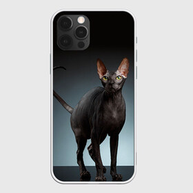 Чехол для iPhone 12 Pro Max с принтом Сфинкс 7 в городе Новоалтайск, Силикон |  | кот | котенок | котик | котэ | кошка | сфинкс