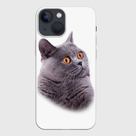 Чехол для iPhone 13 mini с принтом Британец 5 в городе Новоалтайск,  |  | Тематика изображения на принте: британец | британская | британцы | кот | котенок | котик | котэ | кошка