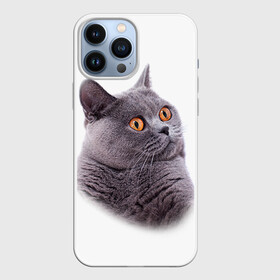 Чехол для iPhone 13 Pro Max с принтом Британец 5 в городе Новоалтайск,  |  | Тематика изображения на принте: британец | британская | британцы | кот | котенок | котик | котэ | кошка