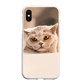 Чехол для iPhone XS Max матовый с принтом Британец 7 в городе Новоалтайск, Силикон | Область печати: задняя сторона чехла, без боковых панелей | Тематика изображения на принте: британец | британская | британцы | кот | котенок | котик | котэ | кошка