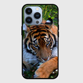 Чехол для iPhone 13 Pro с принтом Скромный тигр в городе Новоалтайск,  |  | дикие | лев | милые | новинки | орел | популярные | прикольные | природа | птицы | тигр | яркие