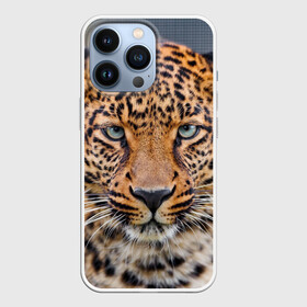 Чехол для iPhone 13 Pro с принтом Леопард в городе Новоалтайск,  |  | animal | leopard | look | predator | spotted | wild | взгляд | дикий | животное | леопард | пятнистый | хищник