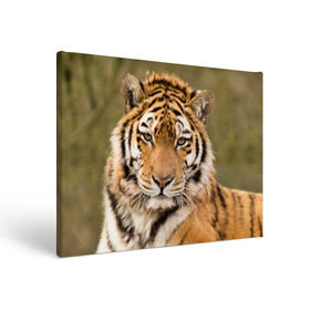 Холст прямоугольный с принтом Тигр в городе Новоалтайск, 100% ПВХ |  | animal | predator | striped | tiger | view | wild | взгляд | дикий | животное | полосатый | тигр | хищник