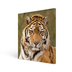 Холст квадратный с принтом Тигр в городе Новоалтайск, 100% ПВХ |  | animal | predator | striped | tiger | view | wild | взгляд | дикий | животное | полосатый | тигр | хищник