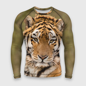 Мужской рашгард 3D с принтом Тигр в городе Новоалтайск,  |  | animal | predator | striped | tiger | view | wild | взгляд | дикий | животное | полосатый | тигр | хищник