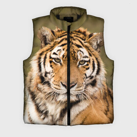 Мужской жилет утепленный 3D с принтом Тигр в городе Новоалтайск,  |  | animal | predator | striped | tiger | view | wild | взгляд | дикий | животное | полосатый | тигр | хищник