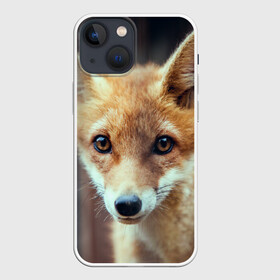 Чехол для iPhone 13 mini с принтом Лиса в городе Новоалтайск,  |  | animal | baby | fox | look | predator | red | sly | wild | взгляд | дикая | животное | лиса | малыш | рыжая | хитрая | хищник