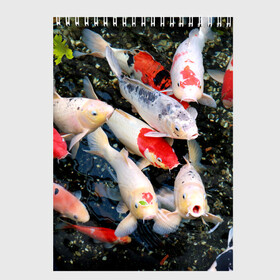 Скетчбук с принтом Koi Fish (карпы кои) в городе Новоалтайск, 100% бумага
 | 48 листов, плотность листов — 100 г/м2, плотность картонной обложки — 250 г/м2. Листы скреплены сверху удобной пружинной спиралью | bright | brocade | carp | color | decorative | depth | exotic | fish | koi | koi fish | sea | water | вода | глубина | декоративные | карпы | кои | море | парчовый | рыбки | цвет | экзотические | яркий