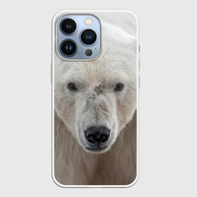 Чехол для iPhone 13 Pro с принтом Белый медведь в городе Новоалтайск,  |  | Тематика изображения на принте: animal | bear | eyes | head | north | polar | predator | white | wild | белый | взгляд | голова | дикий | животное | медведь | полярный | север | хищник