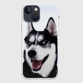 Чехол для iPhone 13 mini с принтом Сибирский хаски в городе Новоалтайск,  |  | Тематика изображения на принте: взгляд | голубые глаза | зима | сибирь | снег | собака | хаски | хаски бандит | холод