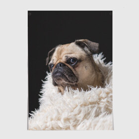 Постер с принтом Мопс в городе Новоалтайск, 100% бумага
 | бумага, плотность 150 мг. Матовая, но за счет высокого коэффициента гладкости имеет небольшой блеск и дает на свету блики, но в отличии от глянцевой бумаги не покрыта лаком | бульдог | мопс | мопсик | мопсы | пес | песик | песики | собака | собаки | собачка