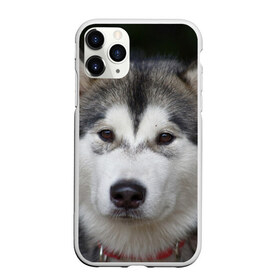 Чехол для iPhone 11 Pro матовый с принтом Хаски в городе Новоалтайск, Силикон |  | волк | маламут | собака | хаски | щенок