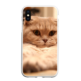 Чехол для iPhone XS Max матовый с принтом Вислоухий красавчик в городе Новоалтайск, Силикон | Область печати: задняя сторона чехла, без боковых панелей | Тематика изображения на принте: грустный | добрый | животное | киса | киска кися | кот | котенок | котэ | кошка | красивый | лапа | лапка | ласковый | милый | моська | мурлыка | прикольный | смешной | унылый | усатый | шерсть